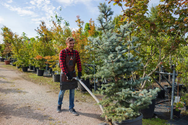 Best Professional Tree Care  in Hayward, CA